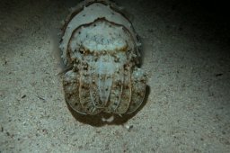 20010620_Mangrove_Bay_Nacht_0021